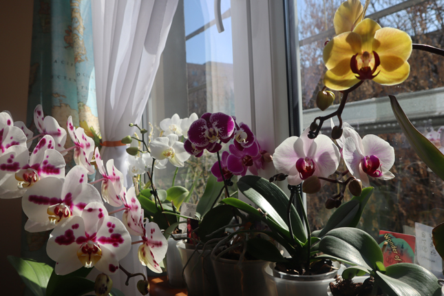 Orhideele, de ce le iubesc atat de mult?