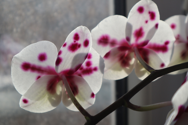 Orhideele, de ce le iubesc atat de mult?