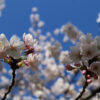 Sakura inspiration, prea multă primăvară!