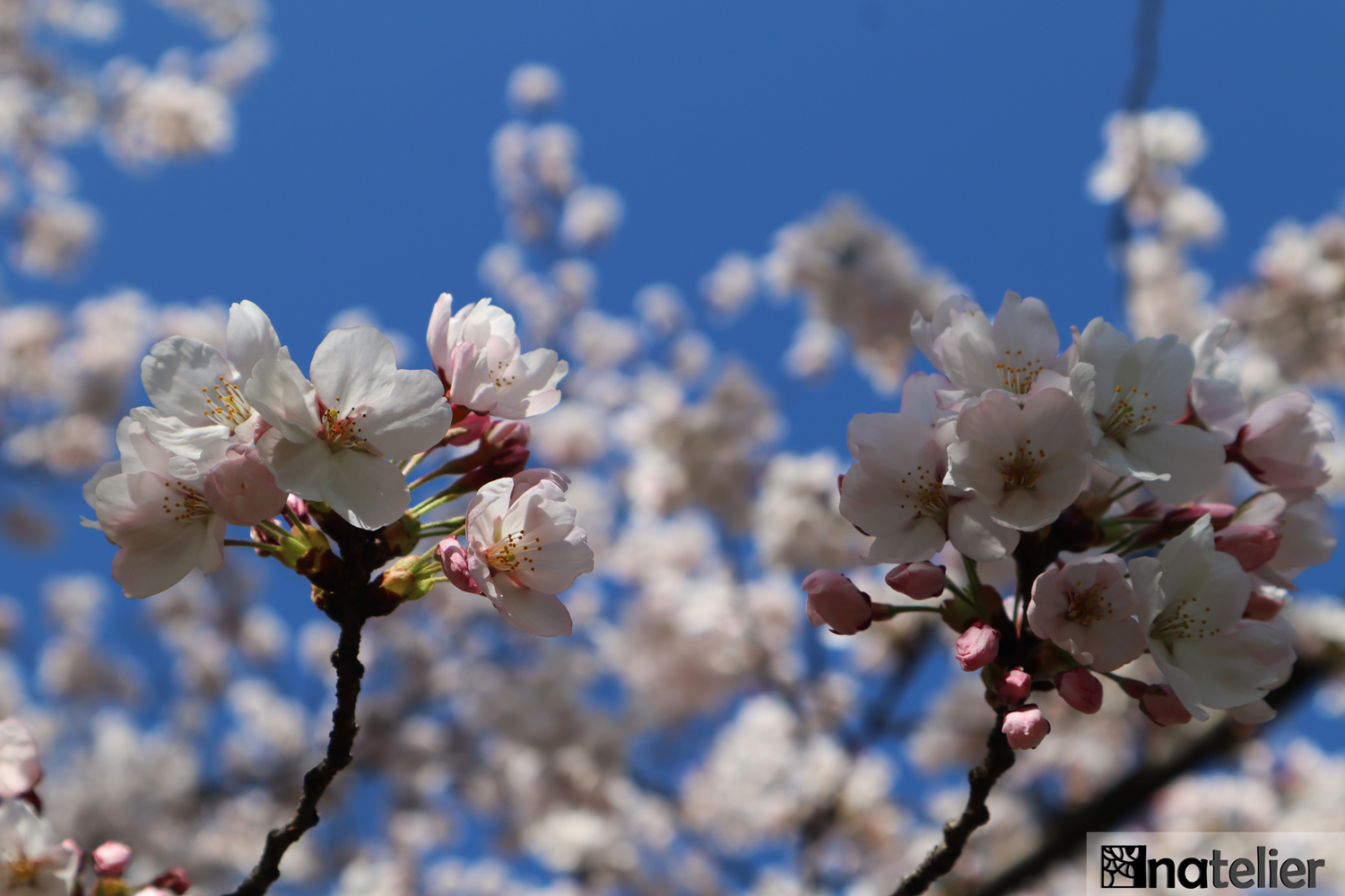 Sakura inspiration, prea multă primăvară!