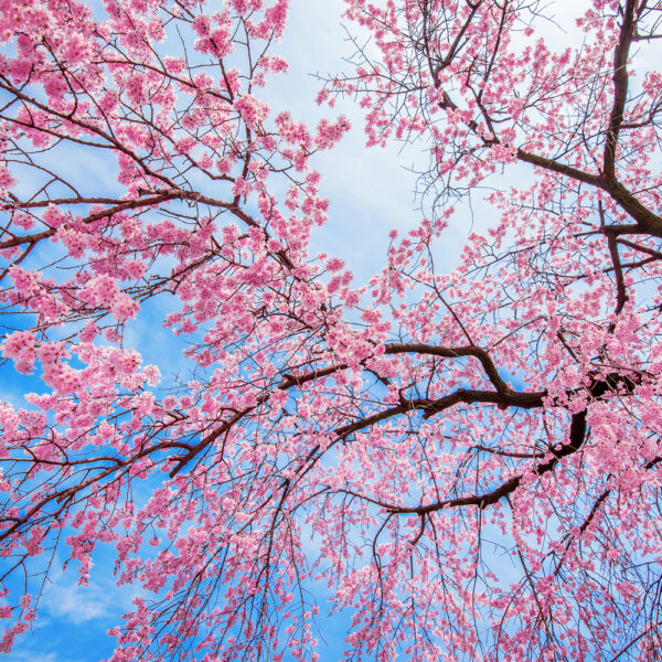 Colier Copacul Vietii aromaterapie cuarț & lavă suflat cu argint Sakura